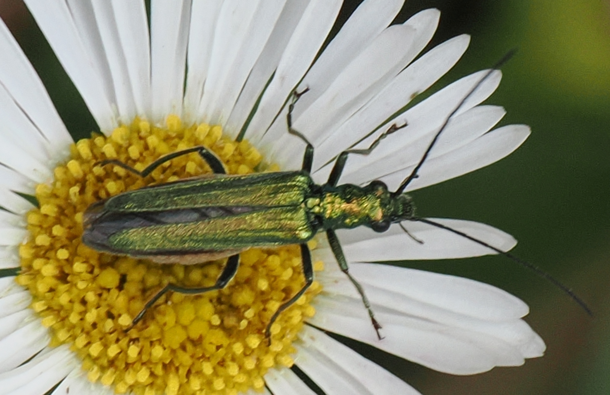 Oedemera-nobilis-F
